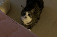 부산 고양이 분양보내요