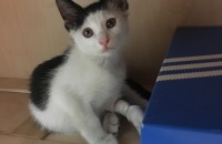 3개월 고양이 분양합니다 (암컷) 수원