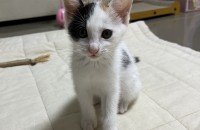 2개월 암컷 새끼고양이 가족을 찾습니다