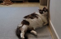 렉돌3살 좋은 집사님 찾아요