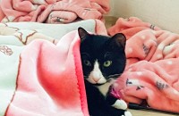 턱시도 코숏 수컷 성묘 입양보냅니다 (대전)