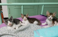 5주된 건강한 새끼고양이 7마리 무료 분양합니다.