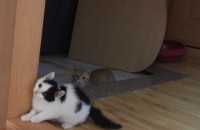 새끼고양이두마리