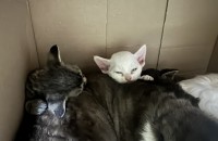 데본렉스 5월 10일생 분양