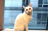 터키쉬앙고라 오드아이 무료분양합니다.