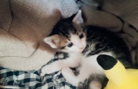 새끼고양이 분양 합니다