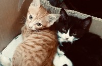 치즈태비 블랙턱시도 블루태비 냥이 4마리 무료 분양합니다 천사분들 연락주셔요