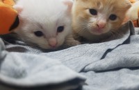 2주된 이쁜 새끼고양이 2마리 분양합니다.