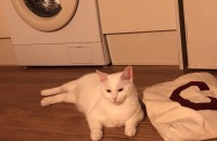 오드아이 터키쉬 앙고라 분양합니다