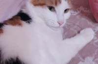 삼색 코숏 여아 2마리 무료분양합니다.