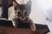 가정에서 태어난 아기 분양해요!