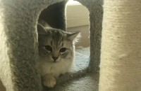 부산 가정묘 페르시안친칠라(남아)가족이 되어주세요