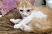 아기고양이 데려가실분 찾아요 ! (부산)