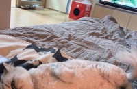 페르시안 친질라 여아에요