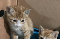 치즈새끼고양이 3마리 분양 합니다(책임비5만원)