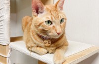 [김해,부산] 개냥이는 아니지만 순둥이 쫄보 냥이입니당