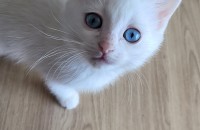 강원  동해 가정출산 1월26일생 숫컷 세마리 분양해용