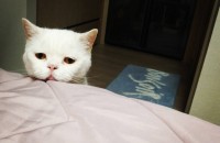 착하고 다정한 스코티쉬 고양이입니다.