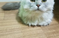 2세남아 친칠라 이쁨..