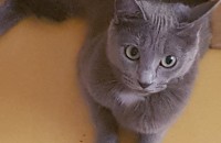 샴,러시안 블루 두마리 분양해요 좋으신분 기다려요