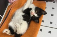 순둥이 1~2개월 턱시도아가 분양해요(부천)