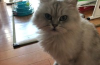 만 3년된 페르시안 친칠라 분양합니다