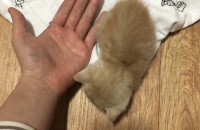 3주정도된 새끼고양이 분양합니다