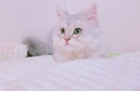 페르시안 친칠라 남아  (서울)