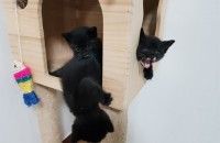 3~4주된 아기고양이(올검) 무료분양합니다