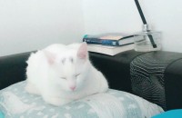 고야이 분양 합니다.