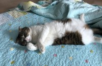 고양이 분양합니다(서울)