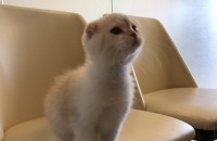 스코티쉬 폴드 분양합니다!(서울)