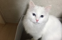 고양이 분양합니다(서울)