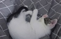 2개월 남아 분양합니다