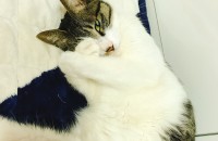 고등어코숏 3살 분양합니다