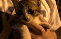 새끼고양이 태어난지 한 달채 안되보이는데 정성껏 키우실분 연락주세요