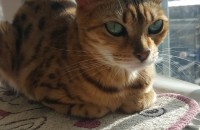 뱅갈여아(무료)