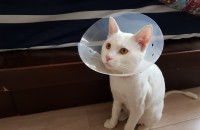 사정상 분양을 합니당...