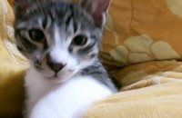 코숏 남아 (2살) -인천