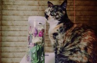 코숏 생후 2년/ 중성화된 암컷/ 개냥이  서울지역 무료분양해요