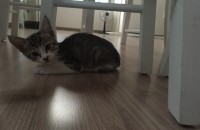 아기고양이. 한마리 이상 키우시는 분 기다립니다.