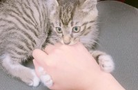 코리안 숏헤어 아기 분양해요!!