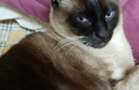 샴 분양 2시간거리는 데려다드려요 전주입니다