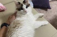 고양이 잘 키워주실분 찾아요(경기 의정부)