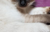 코숏바닐라 한마리와 샴고양이 분양합니다