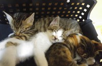 코숏3개월 아가3마리분양중이에요