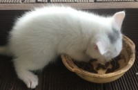 아기고양이분양합니다