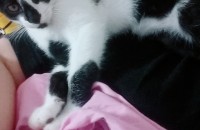 코숏 두마리 무료분양 합니다 (중성화완료)