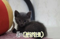 예쁜 아기고양이 6마리 집사님들 구해요