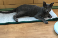 러시안블루 (여아) 무료분양